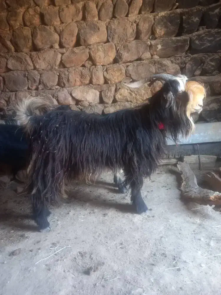 بهده بز بیگ میش کهره|حیوانات مزرعه|شهرکرد, |دیوار