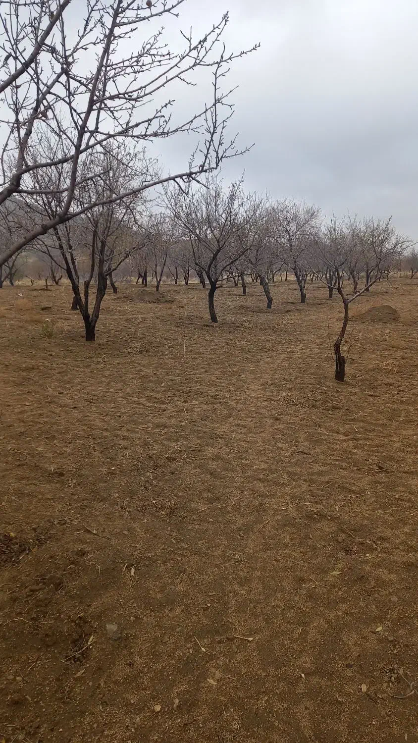 فروش باغ بادام گورچین قلعه|فروش دفتر صنعتی، کشاورزی، تجاری|ارومیه, |دیوار