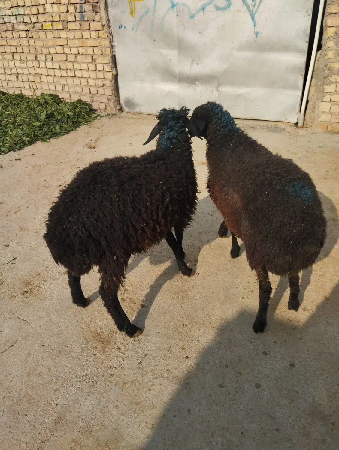 بره بره|حیوانات مزرعه|پیشوا, |دیوار