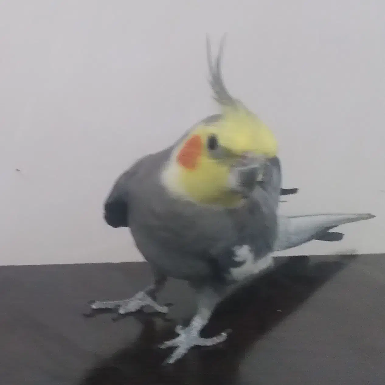 عروس هلندی نر کشیده|حیوانات|خرم‌آباد, |دیوار