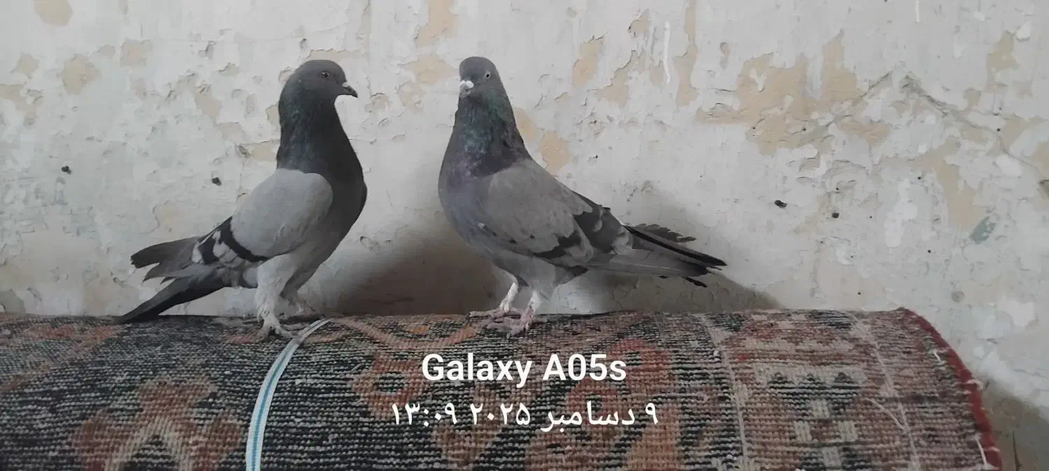 کبوتر کوهی|پرنده|فارسان, |دیوار