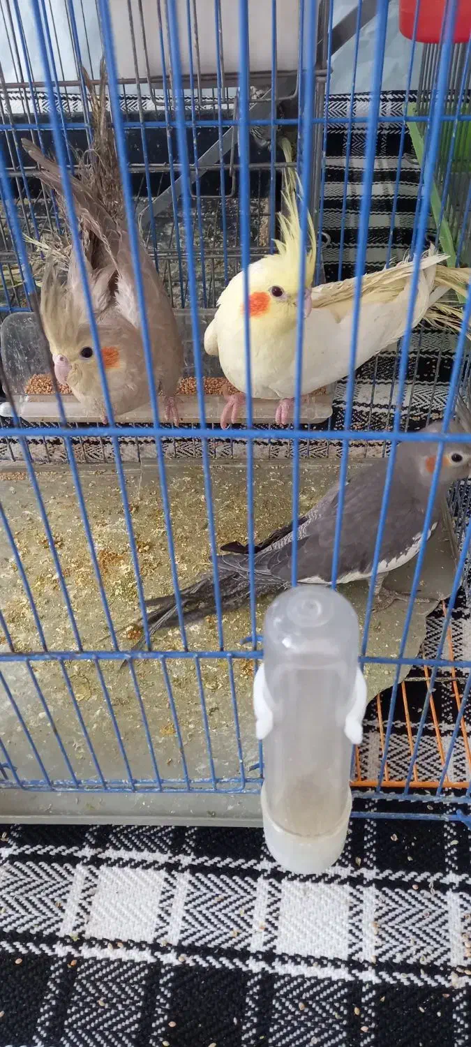 عروس هلندی|پرنده|کوهدشت, |دیوار