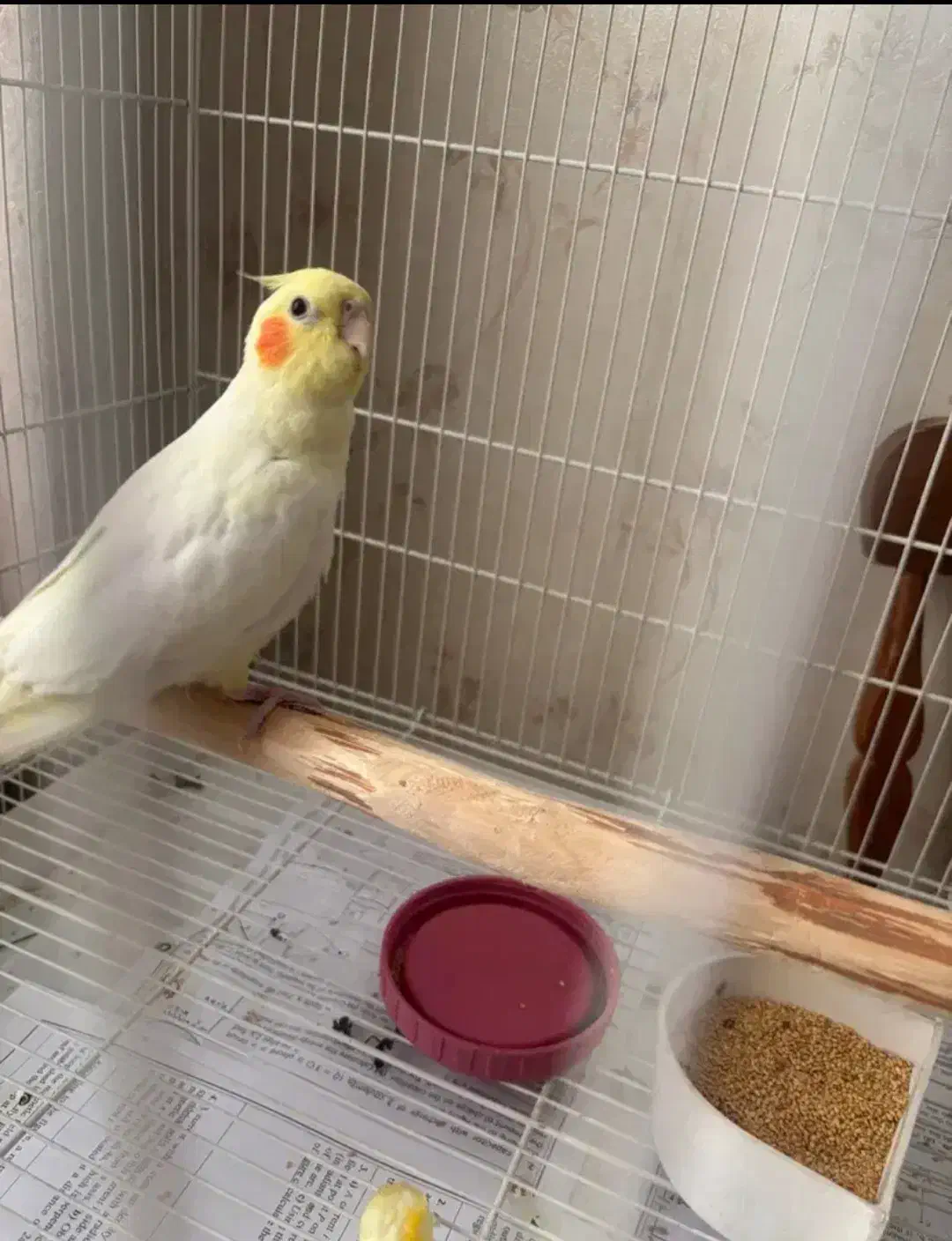 عروس هلندی خوشگل|پرنده|ورامین, شهرک ولیعصر|دیوار