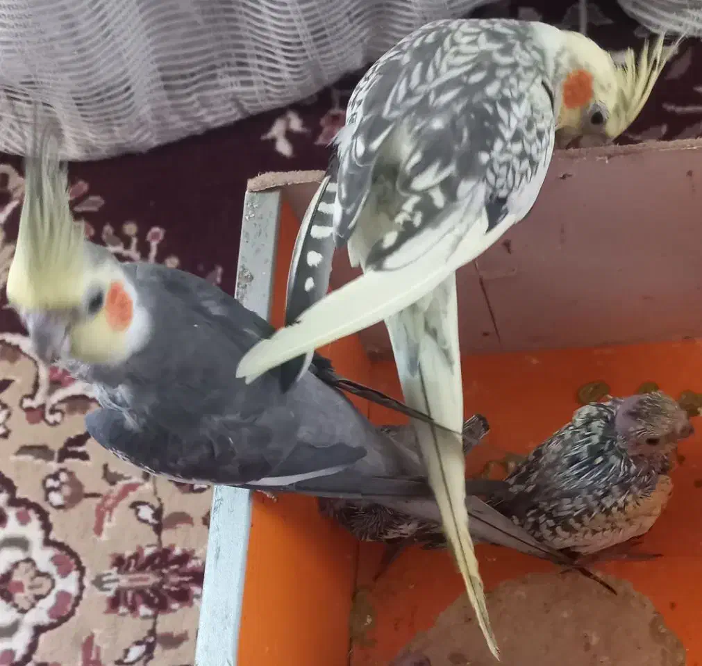 عروس‌هلندی‌نرماده‌۲تا‌جوجه‌به‌فروش‌ به‌شرطسالم|پرنده|بندرعباس, |دیوار