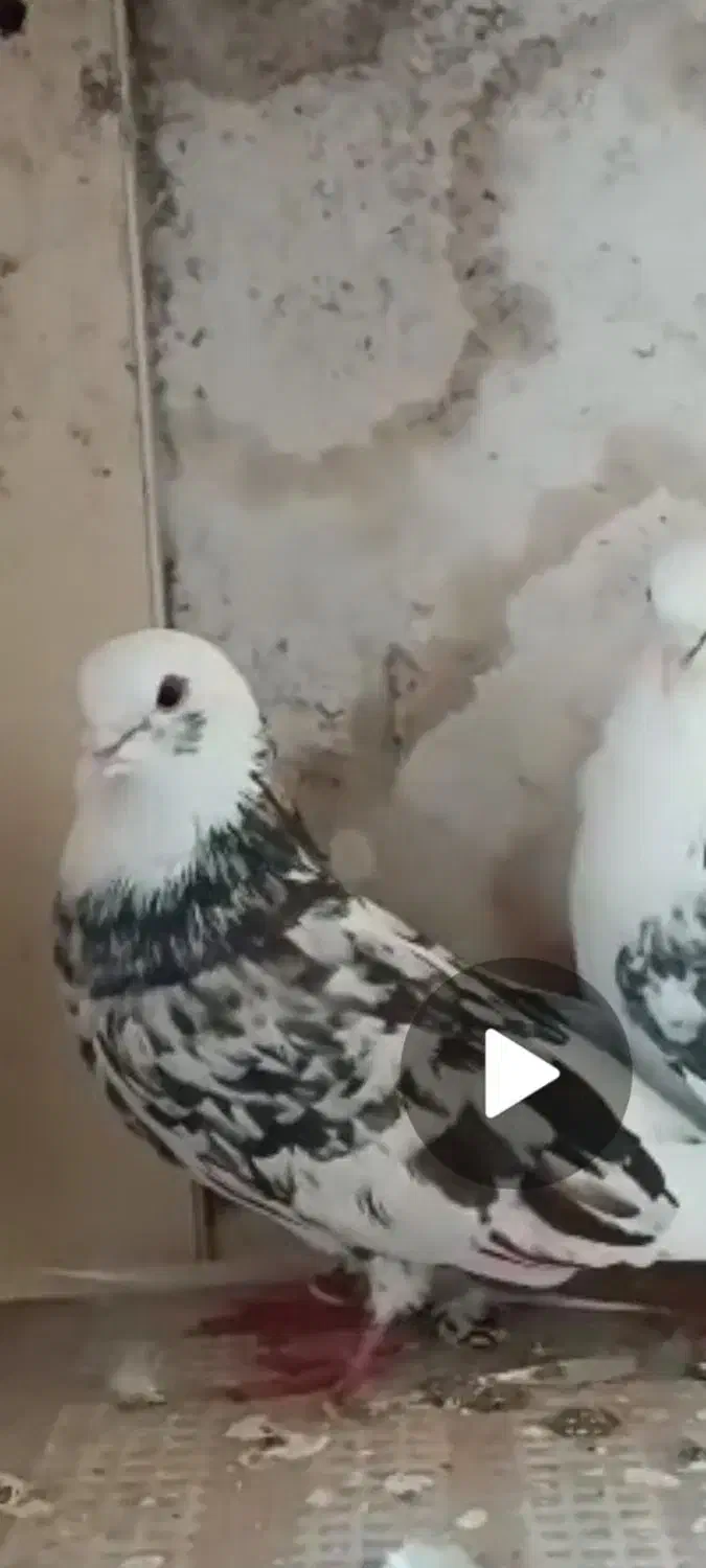 پرنده|حیوانات|اردبیل, |دیوار