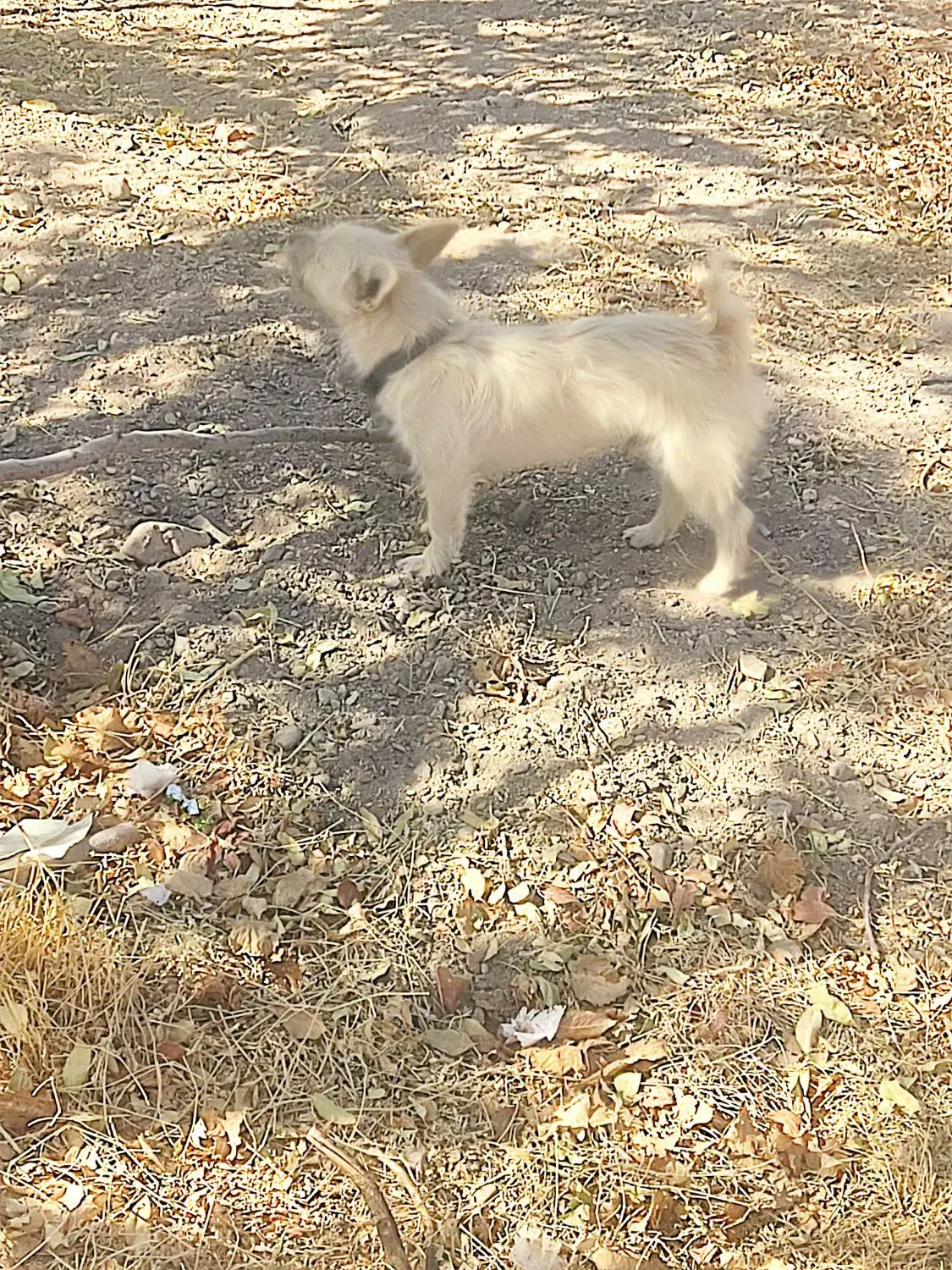 پاپی نگهبان اصیل|سگ|رباطکریم, رباطکریم|دیوار