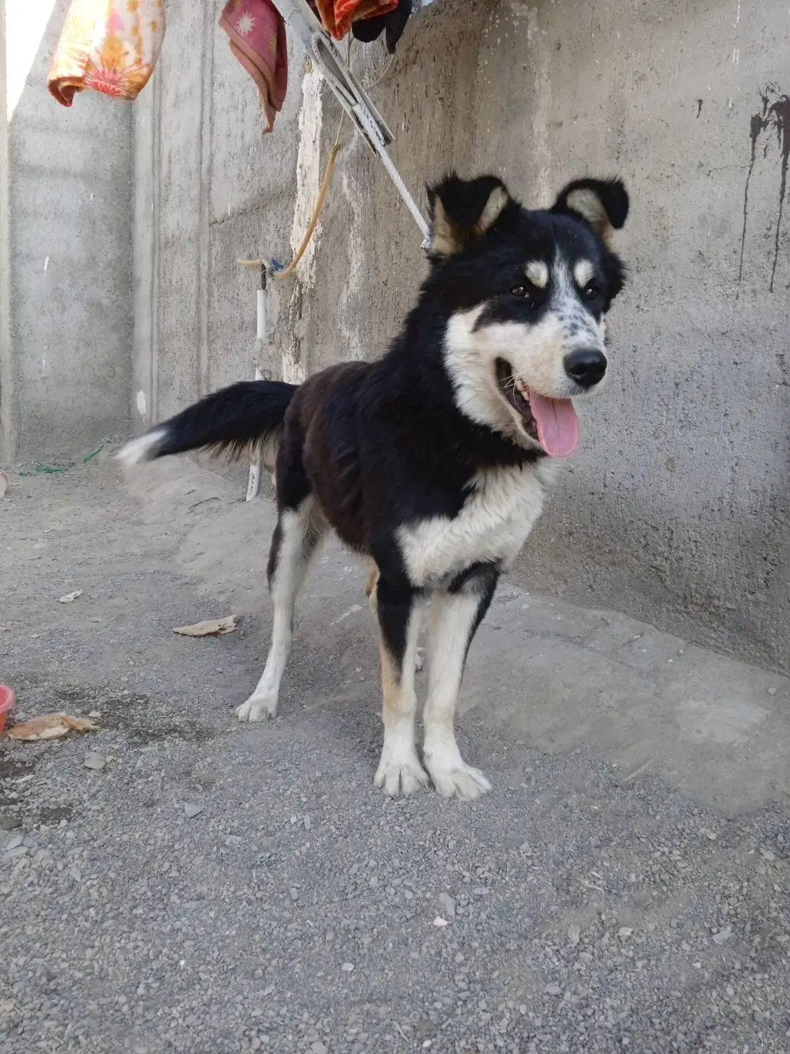 سگ هاسکی باتوله اشپیتز|سگ|مشهد, موسوی قوچانی|دیوار