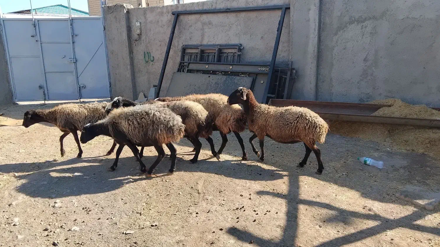 گوسفند زنده جهت قربانی|حیوانات مزرعه|کرج, دهقان ویلا|دیوار