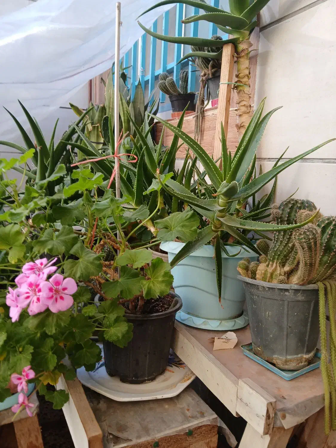 گل و گیاه|گل و گیاه طبیعی|قزوین, |دیوار