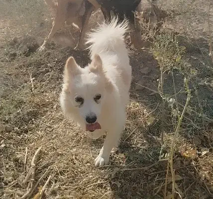 واگذاری پاپی نگهبان|سگ|رباطکریم, انجم آباد|دیوار