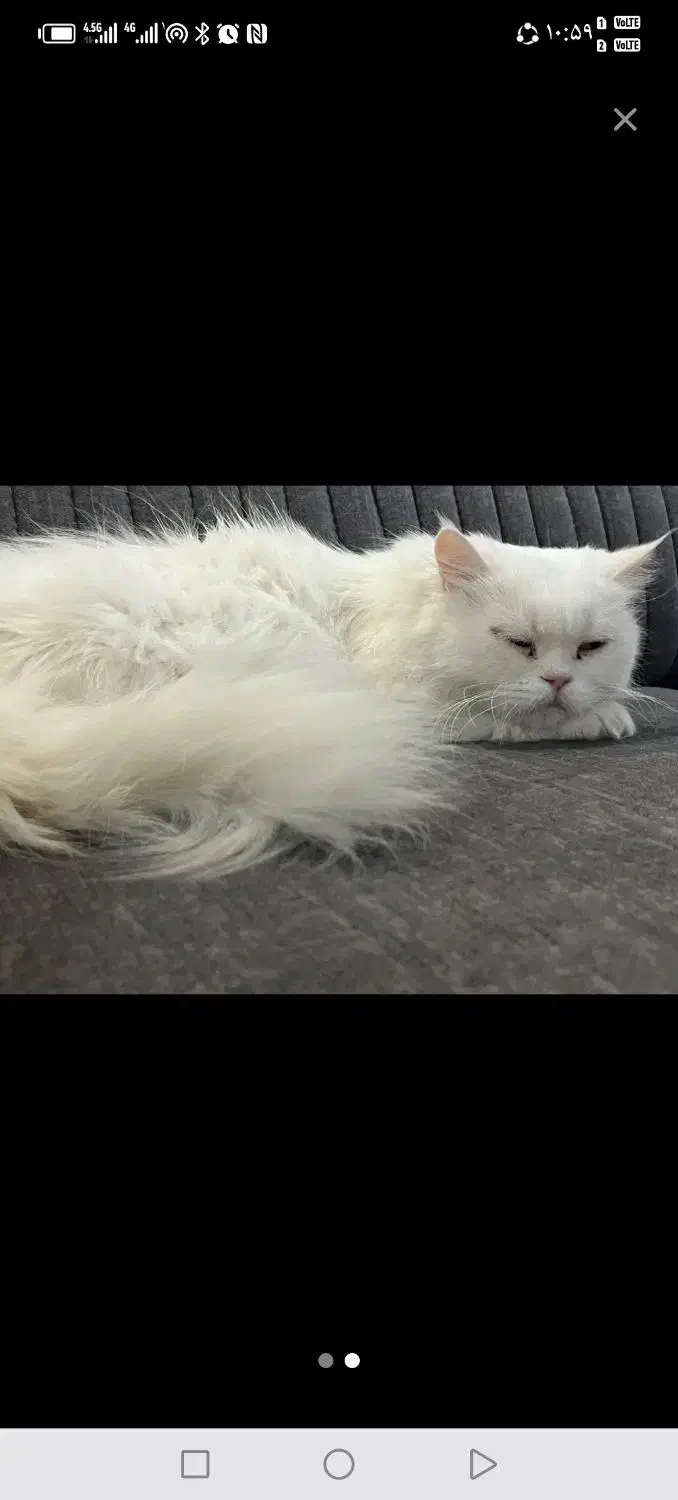 گربه سفید گم شده مژدگانی|گربه|کرمان, |دیوار