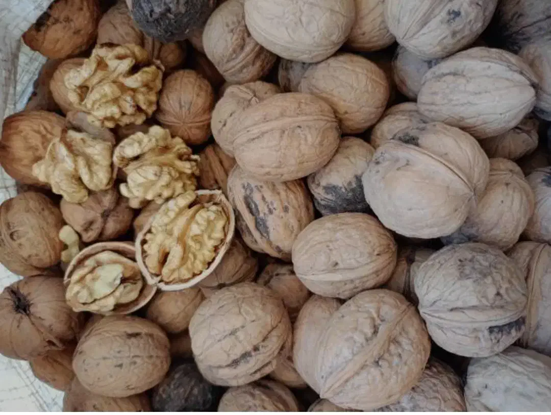 گردوی پر مغز مراغه مستقیم از کشاورز|خوردنی و آشامیدنی|تهران, امانیه|دیوار