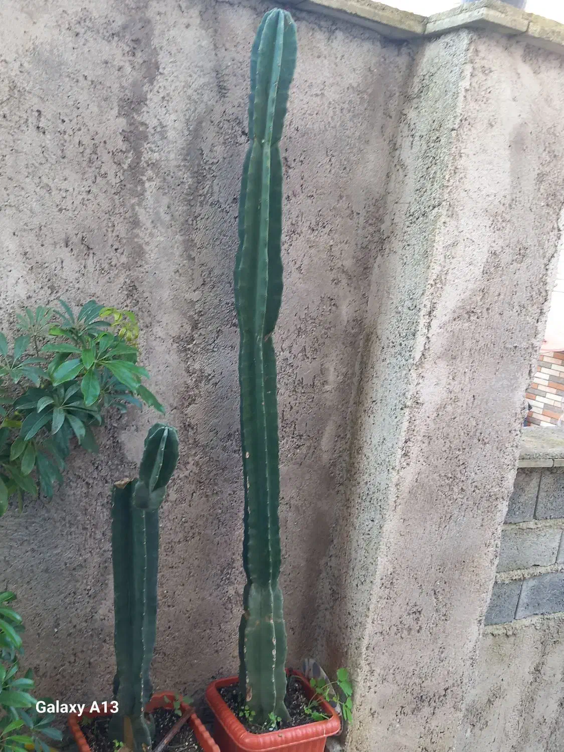 فروش گل|گل و گیاه طبیعی|اطاقور, |دیوار