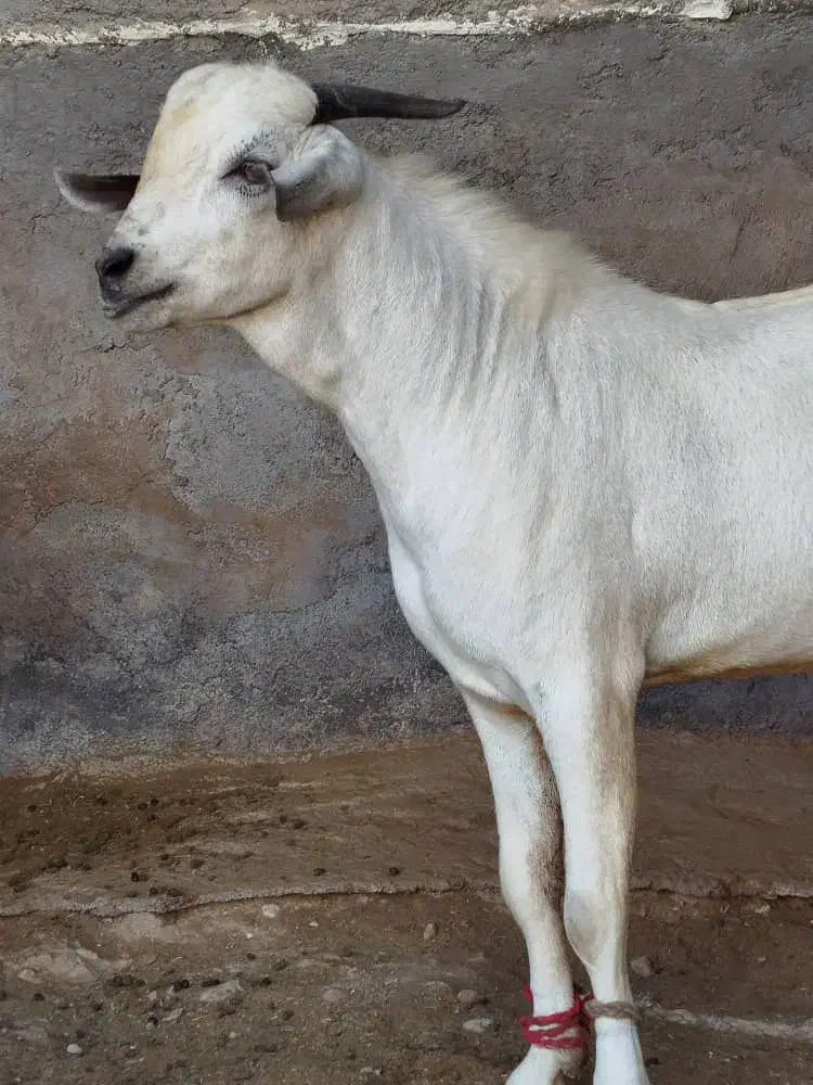 نری سومال یک ساله|حیوانات مزرعه|خمیر, |دیوار