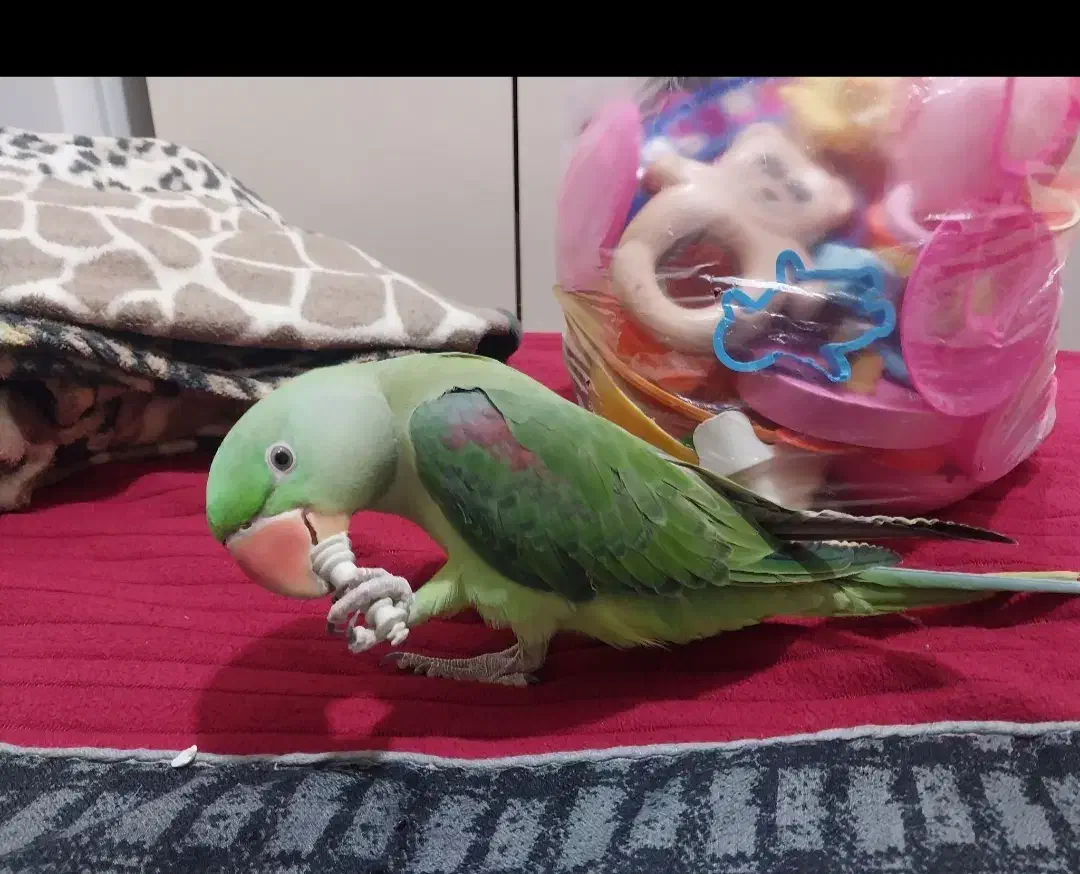 شاه طوطی سخن گوشرط نر|پرنده|شادگان, |دیوار