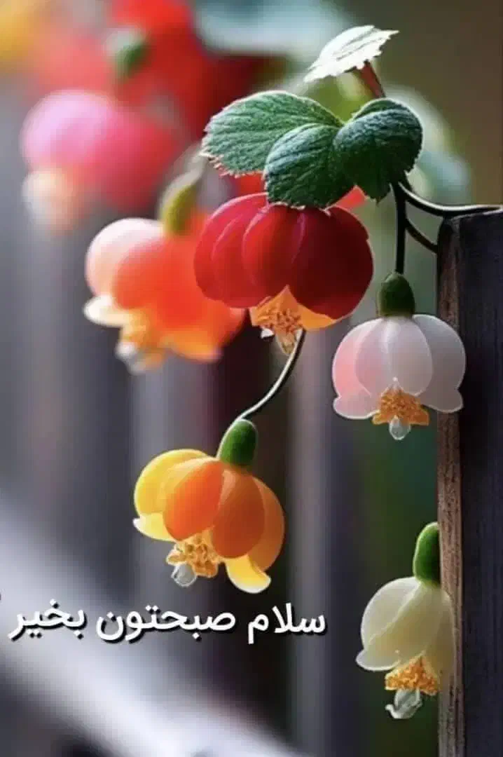 استخدام راننده نیسان ب همراه جمع آوری بار|استخدام حمل و نقل|خمینی‌شهر, |دیوار