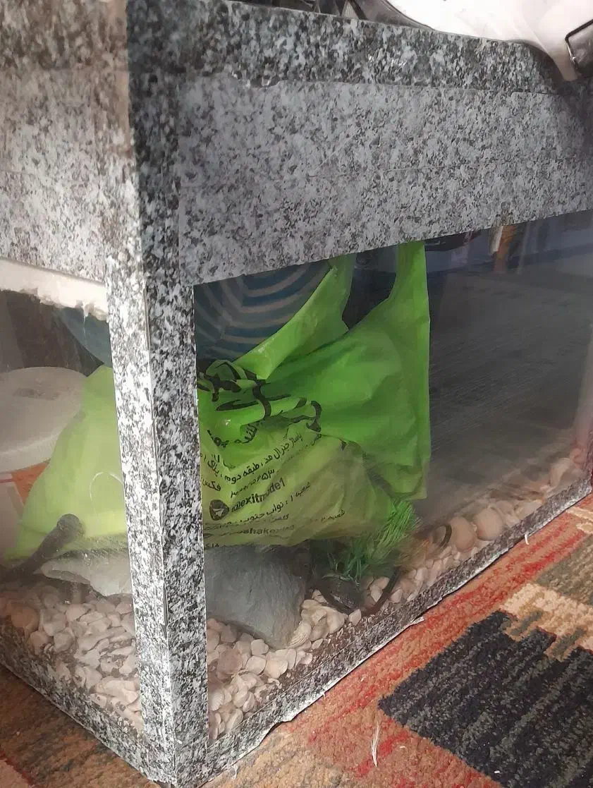 اکواریوم|ماهی|محمدشهر, شهرک پیام (مهرالبرز)|دیوار