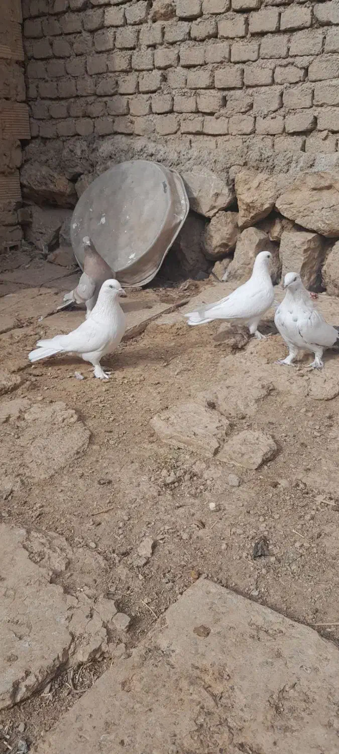 کبوتر سفید وزرد|پرنده|شهرکرد, |دیوار