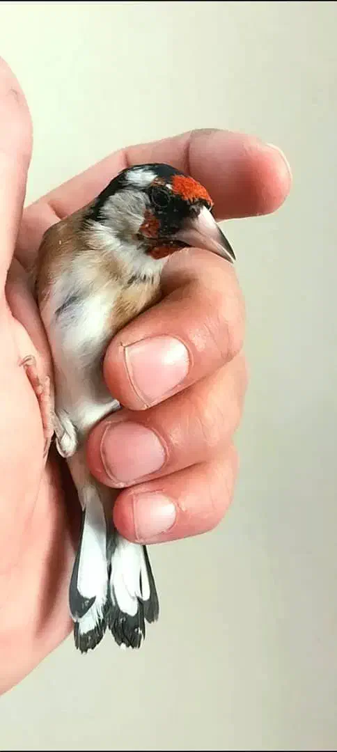 سهره سیاهسر|پرنده|تهران, دربند|دیوار