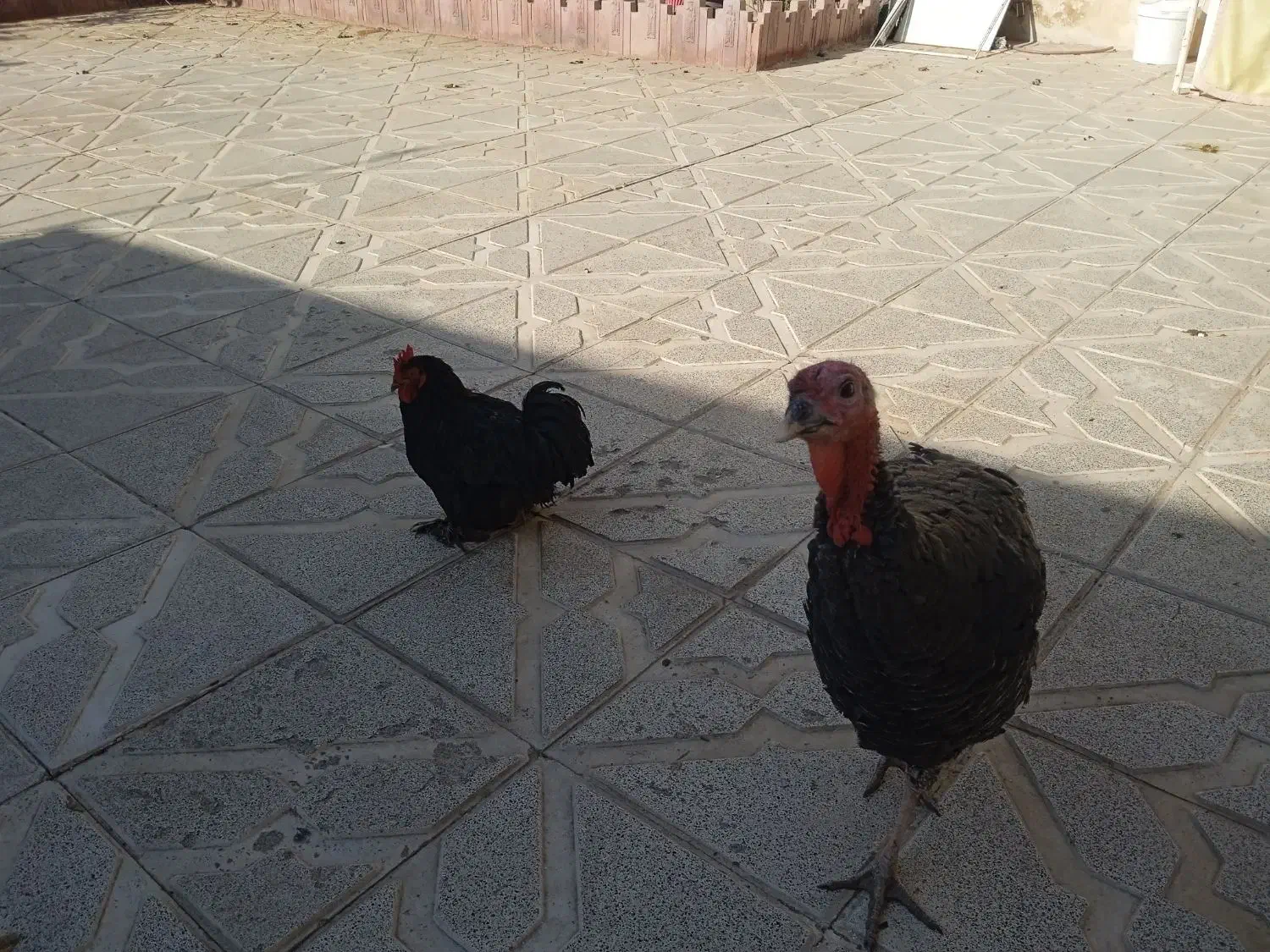 مرغ خروس بوقلمون|حیوانات مزرعه|مشهد, پروین اعتصامی|دیوار