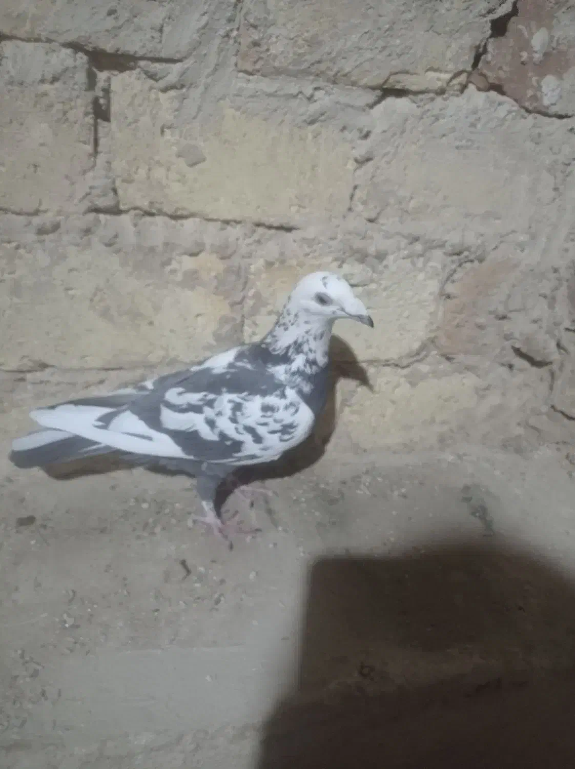 ماده بزک سیاه و سینه سلیمونی|پرنده|فسا, |دیوار