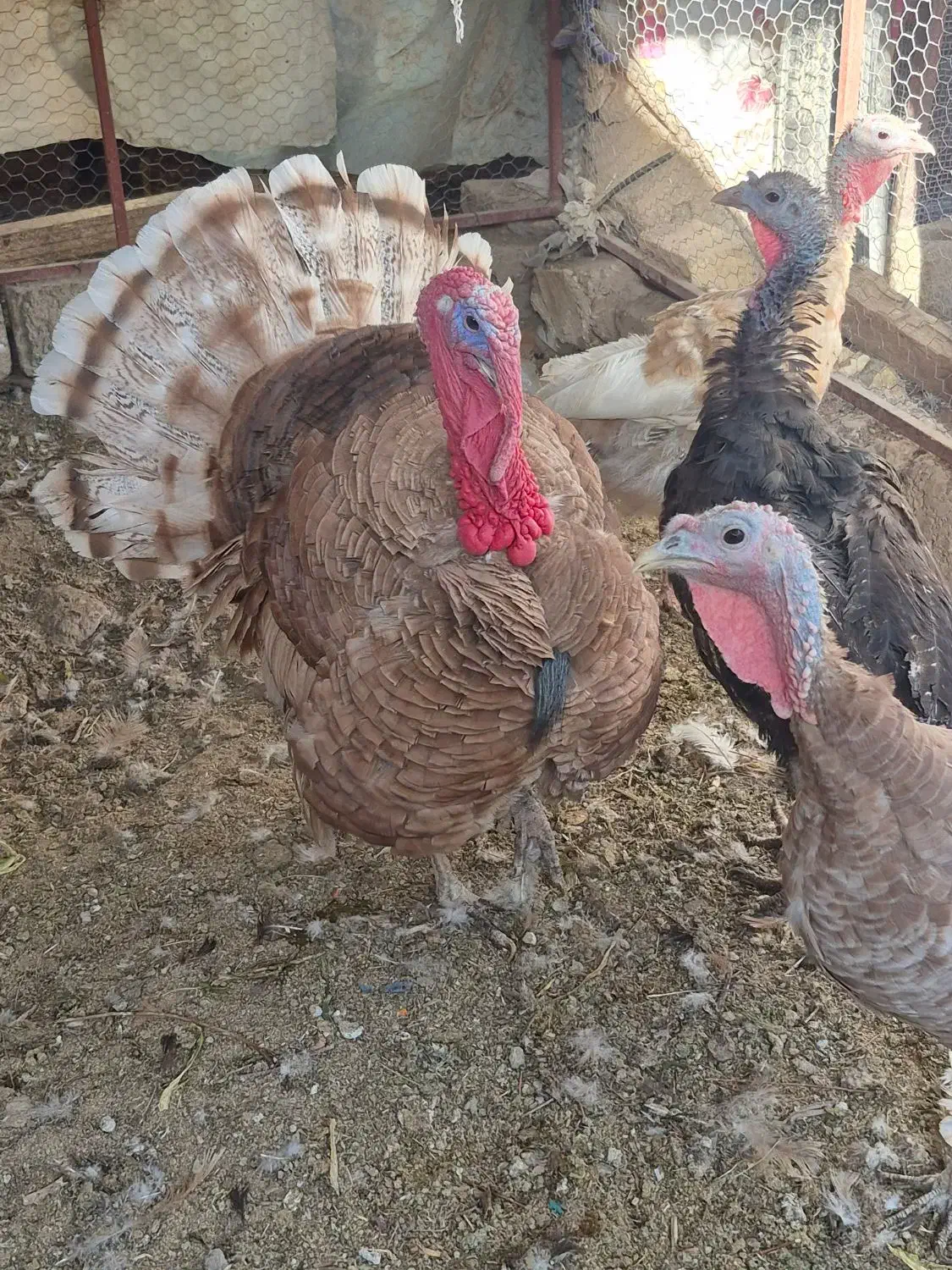 بوقلمون بوربون|حیوانات مزرعه|مبارکه, |دیوار