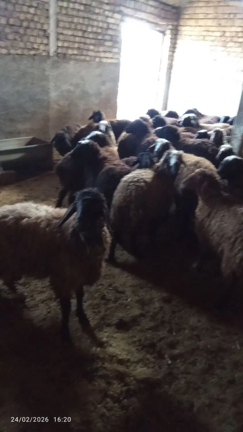 بره|حیوانات مزرعه|بوئین زهرا, |دیوار