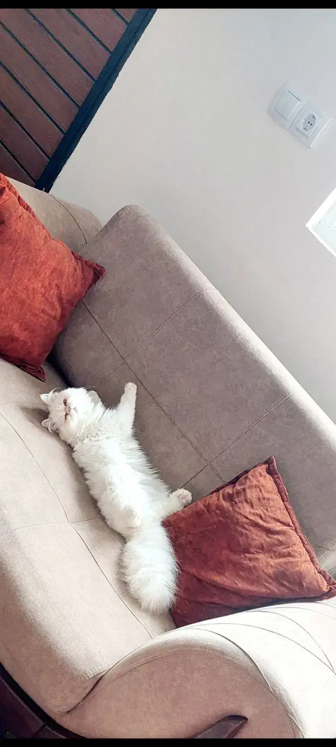 گربه پرشین|گربه|رشت, گلزاران|دیوار