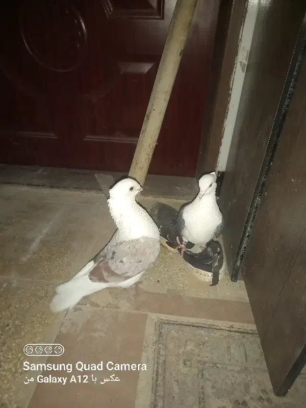 کبوتر پشتی|پرنده|جغتای, |دیوار