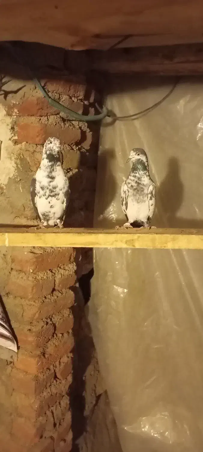 کبوتر|پرنده|اشنویه, |دیوار