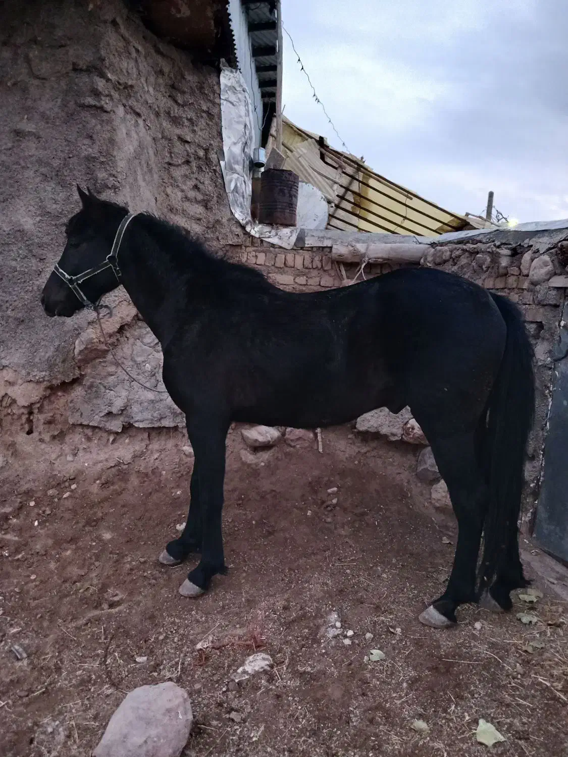 اسب۳سالهنو|اسب و تجهیزات اسبسواری|آوج, |دیوار