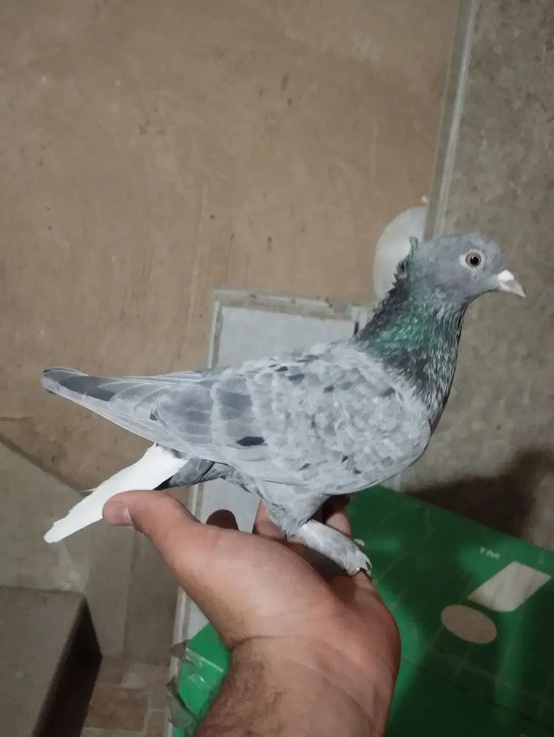 نرو ماده|پرنده|شیراز, محراب|دیوار