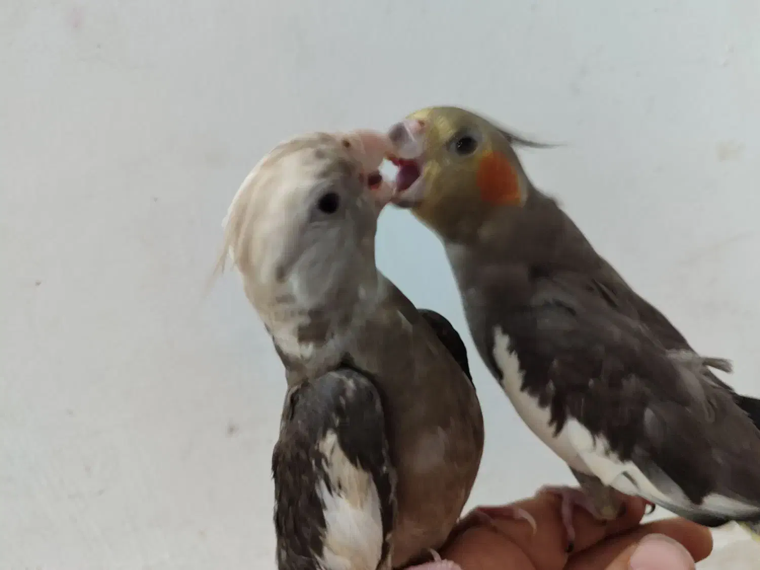 عروس هلندی|پرنده|قم, علی آباد سعدگان|دیوار