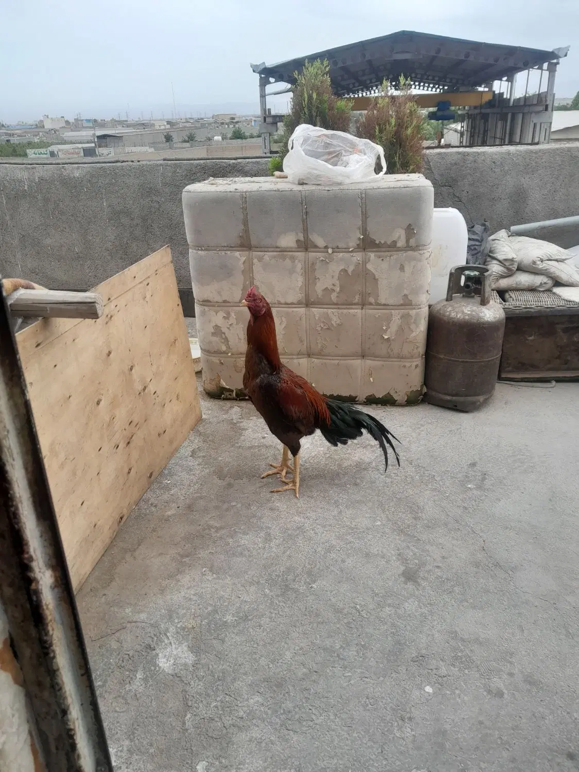 خروس لاری|حیوانات مزرعه|مشهد, اروند (کشف)|دیوار