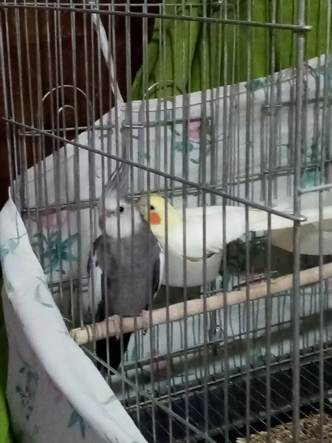 عروس هلندی جفت مولد|پرنده|بانش, |دیوار