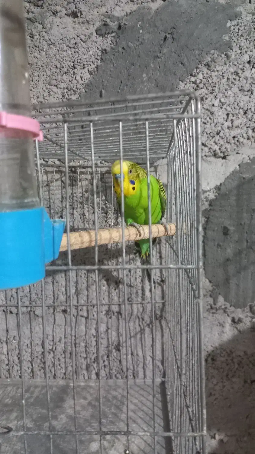 مرغ عشق|پرنده|رشت, گلسار|دیوار