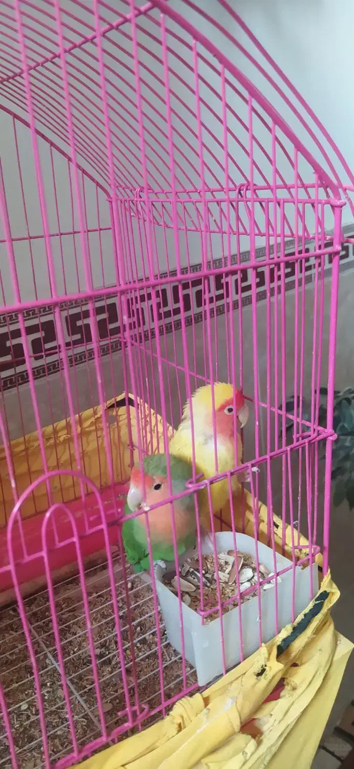 طوطی برزیلی|پرنده|قرچک, میرزائی شمالی|دیوار