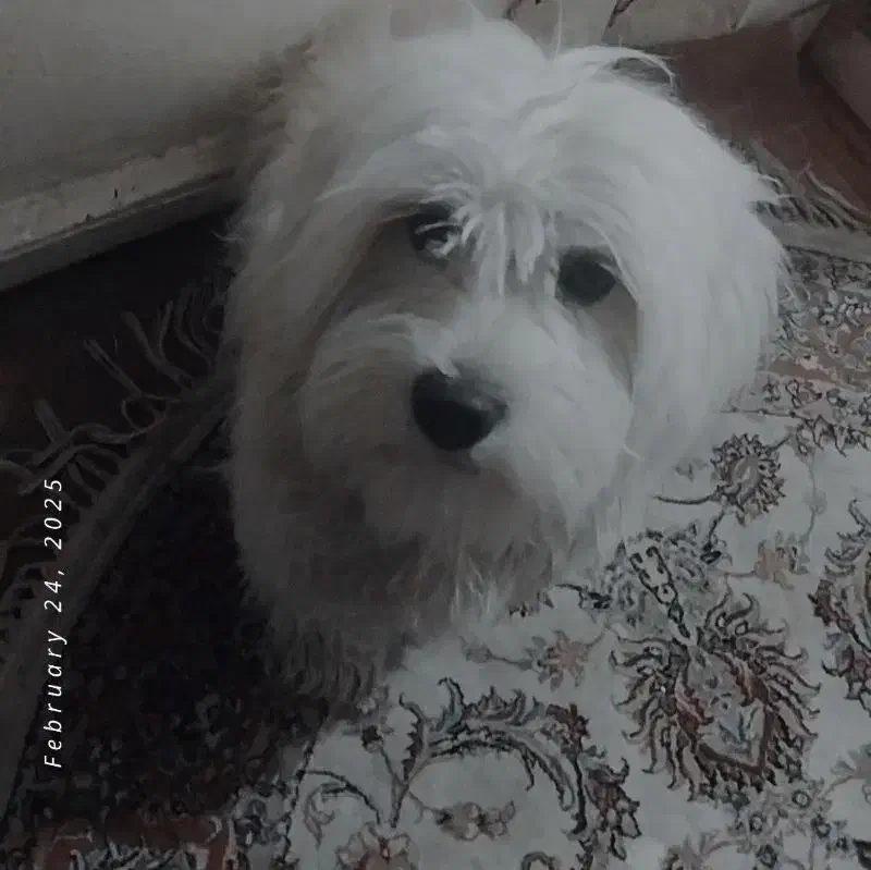 فروش سگ ایشپیتز|سگ|تبریز, |دیوار