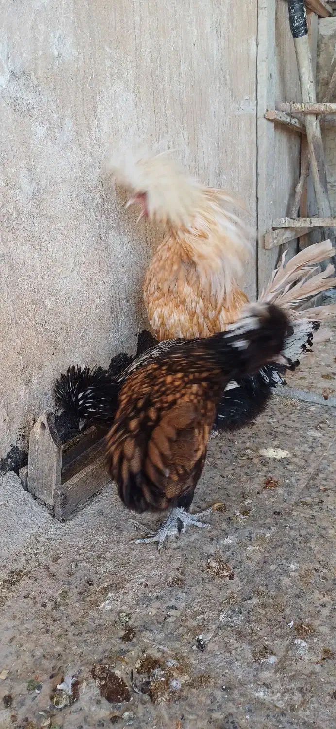 مرغ و خروس|حیوانات مزرعه|بروجرد, |دیوار