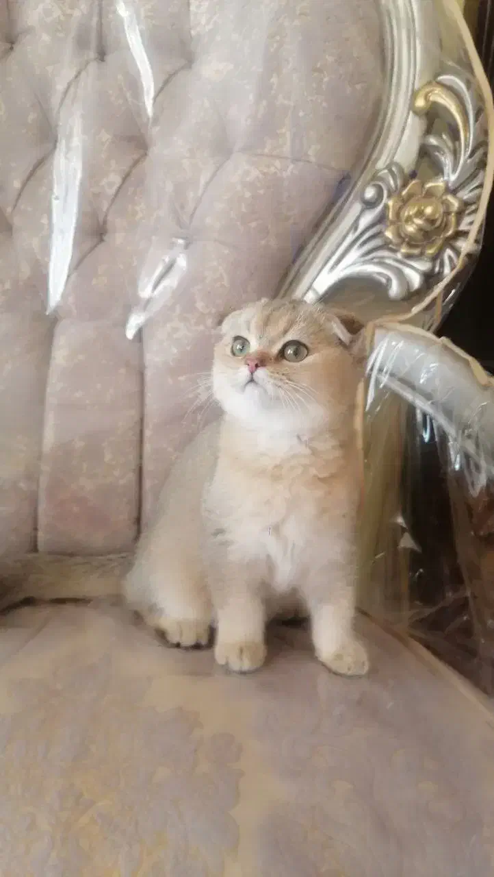 گربه اسکاتیش نر|گربه|تهران, سید خندان (جلفا)|دیوار