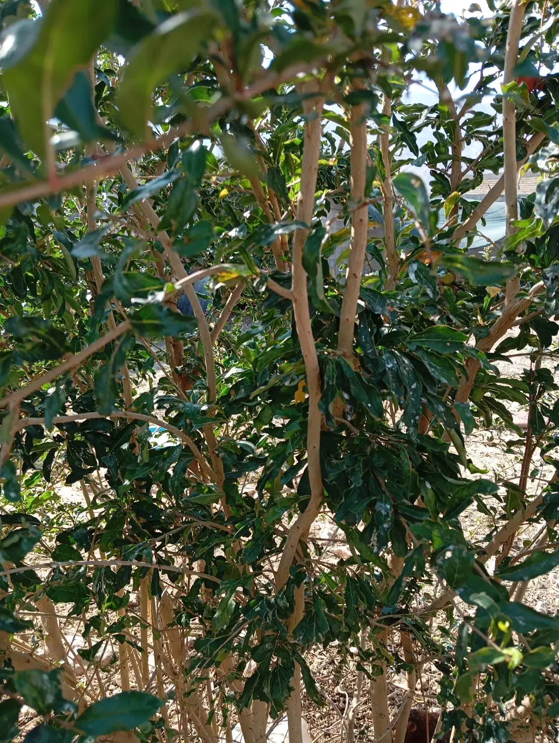 صد عدد نهال انار قصردشتی|گل و گیاه طبیعی|شیراز, درکی|دیوار