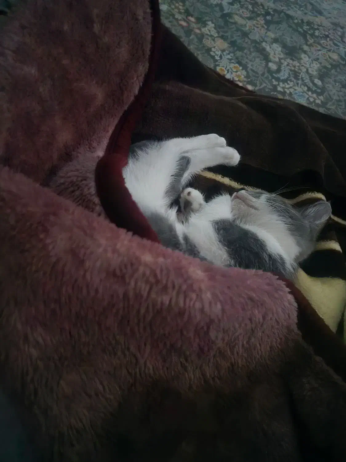 گربه|حیوانات|لاهیجان, کوی استادان|دیوار