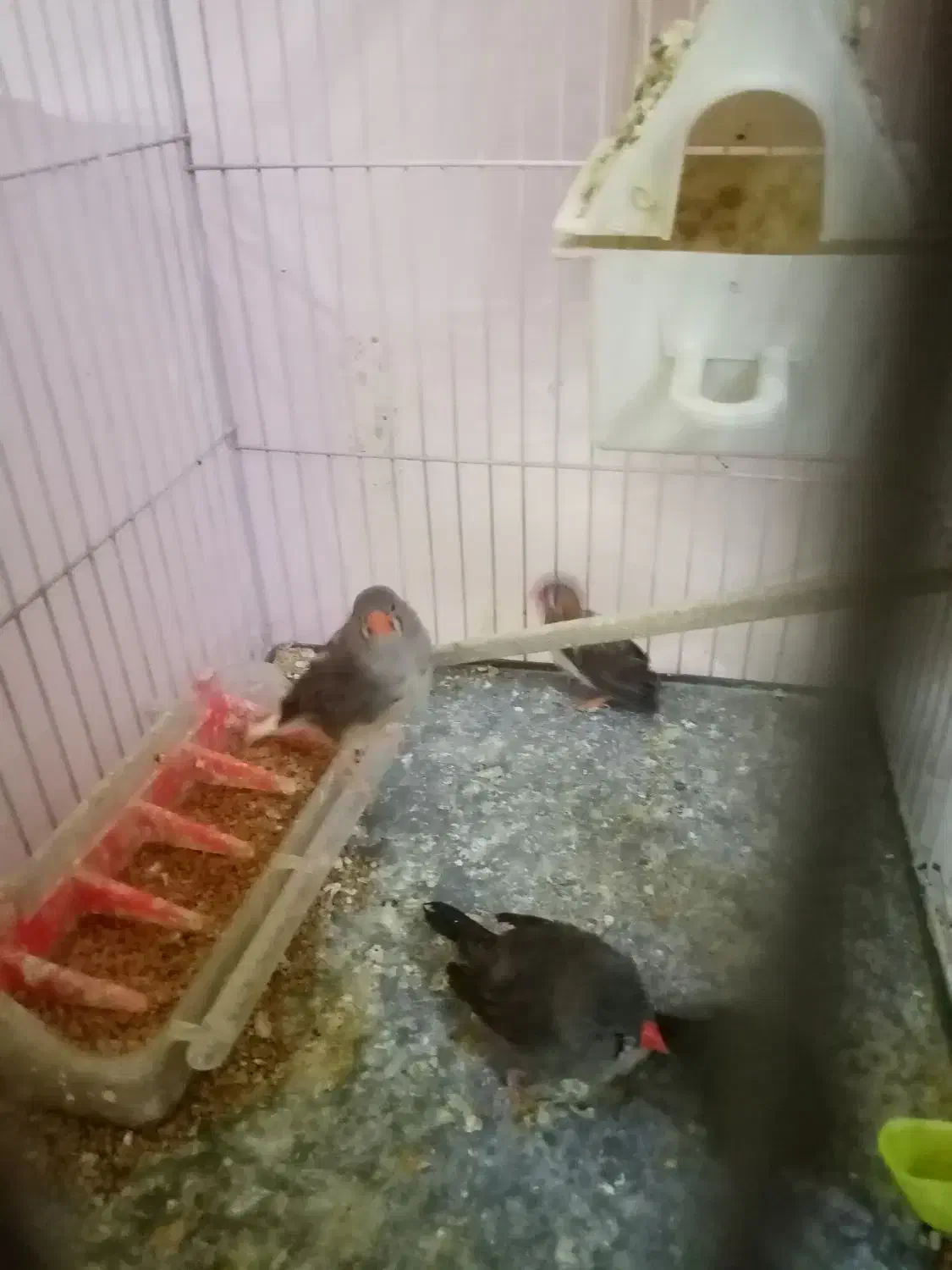 فنج|پرنده|مشهد, مصلی (کارمندان اول)|دیوار