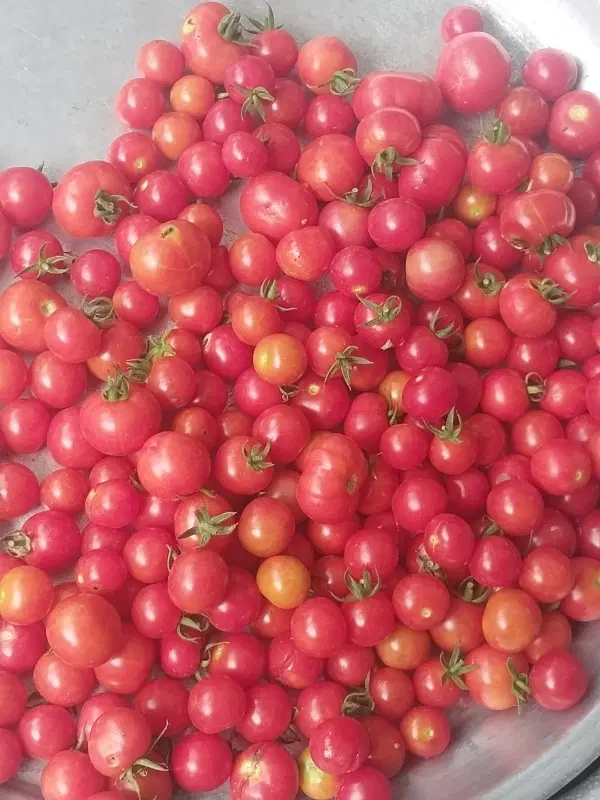 گوجه|خوردنی و آشامیدنی|بهشهر, |دیوار