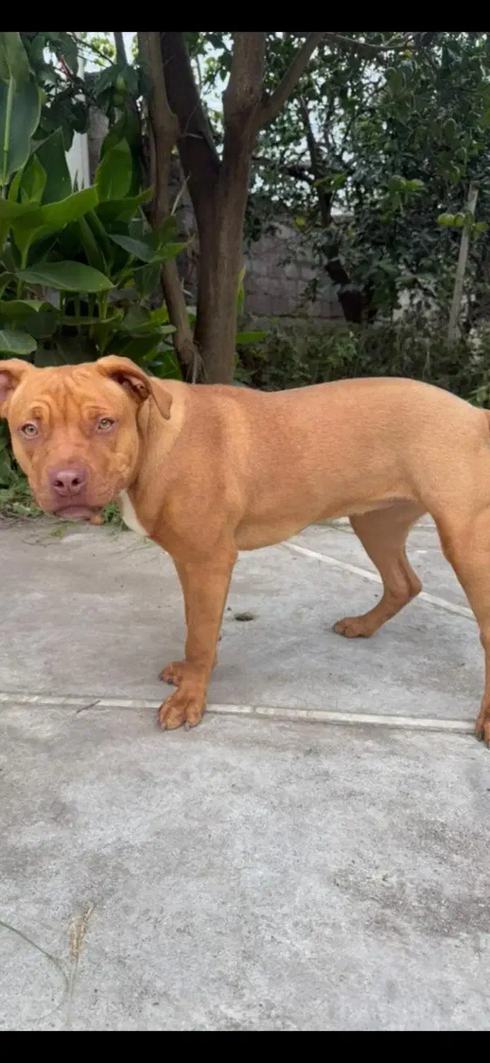 سگ پیت بول ۶ماهه|سگ|رامسر, |دیوار