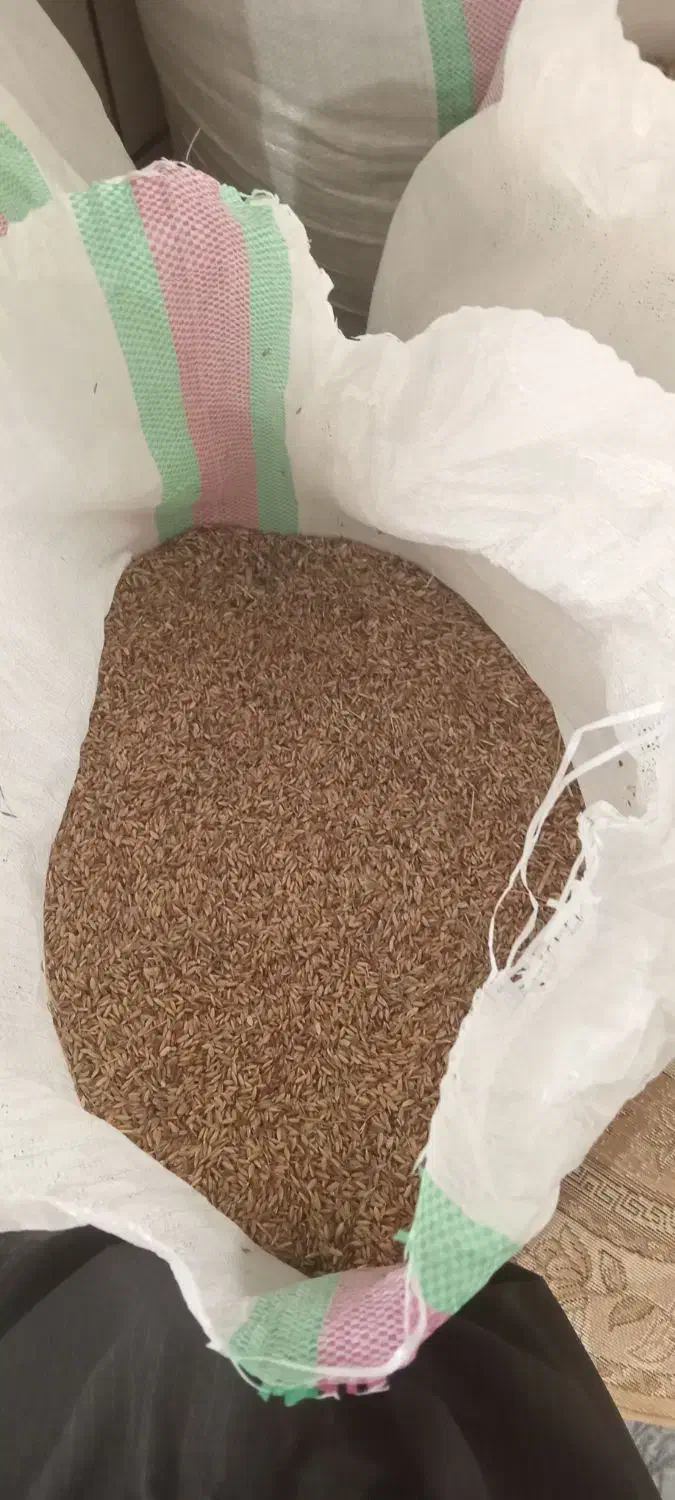 چلتوک تیلکی عقیلی خشک شده|خوردنی و آشامیدنی|گتوند, |دیوار