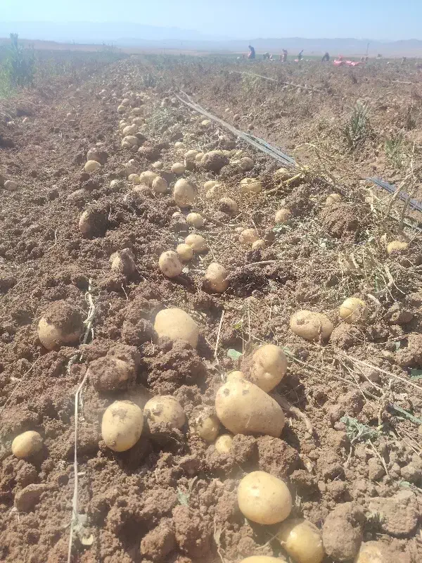 سیب زمینی بذری سانته|عمده‌فروشی|چادگان, |دیوار