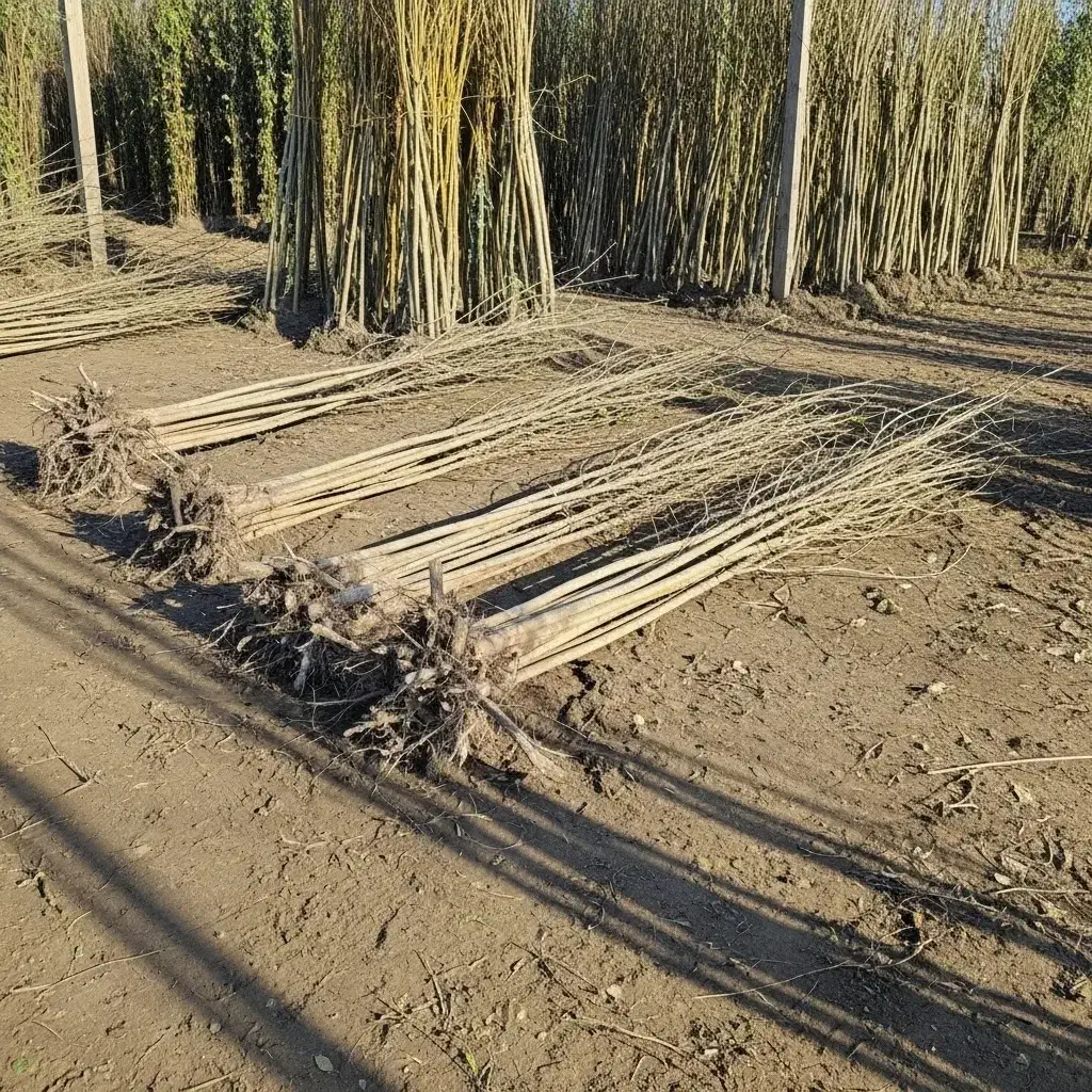 نهال تبریزی برای فضای سبز و زراعت چوب|گل و گیاه طبیعی|شیراز, وصال|دیوار