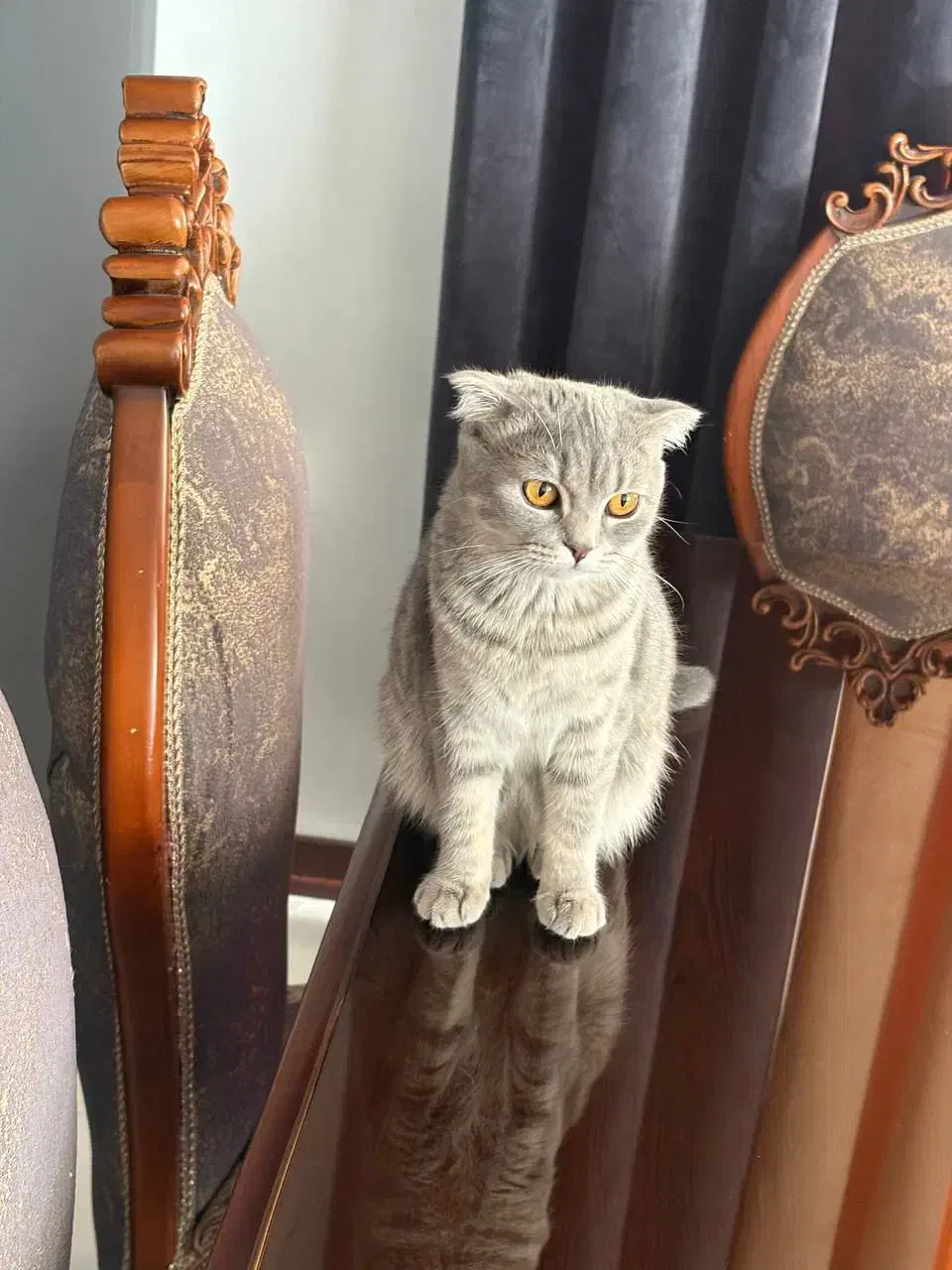 گربه اسکاتیش|گربه|محمدشهر, محمدشهر|دیوار