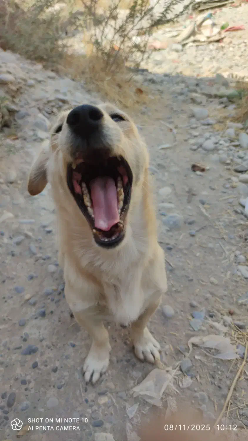 سگ پاکوتاه شکاری|سگ|دزفول, |دیوار